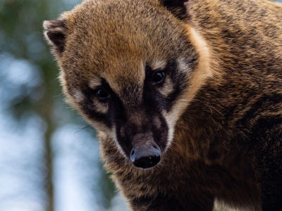 Coati roux - De Zonnegloed - Refuge pour animaux
